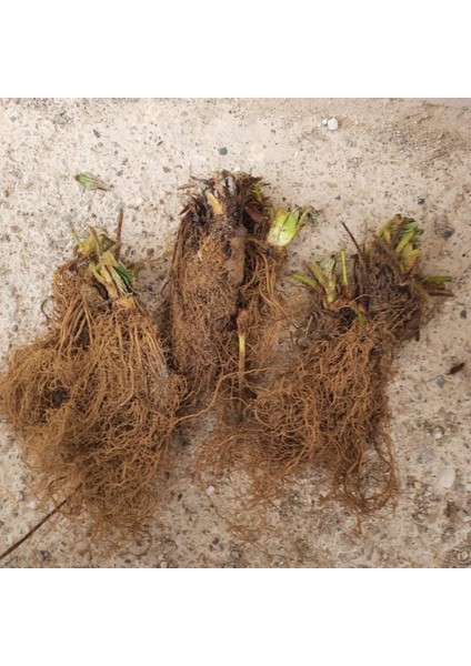 50 Adet Çilek Fideleri, Açık Kök, Yeni Sezon, Sağlıklı ve Verimli Bitkiler fiyatları