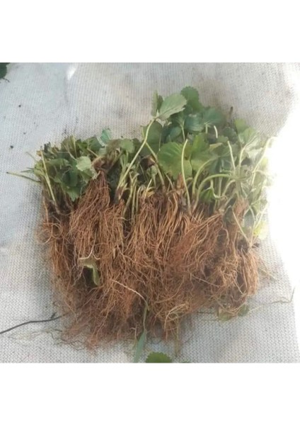 60 Adet Osmanlı Çilek Fidanı Açık Kök Taze Söküm, Sağlıklı ve Bereketli Meyve Verir fiyatları