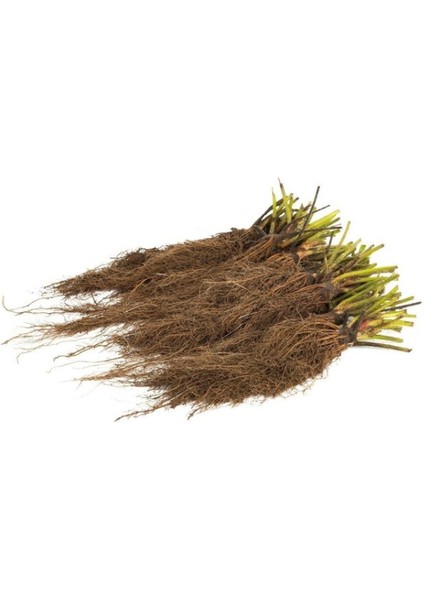 60 Adet Kokulu Çilek Fidanı Açık Kök ve Taze Söküm, Bahçe Keyfi Için fiyatları