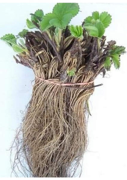 50 Adet Taze Çilek Fidesi Açık Kök, Güvenli ve Garantili Söküm ile Sunulur fiyatları