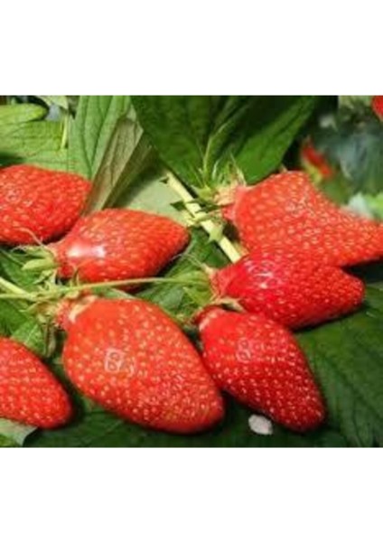 60 Adet Festival Çilek Fidesi Açık Kök, Frigo ve Taze, Garanti ile Sunulur