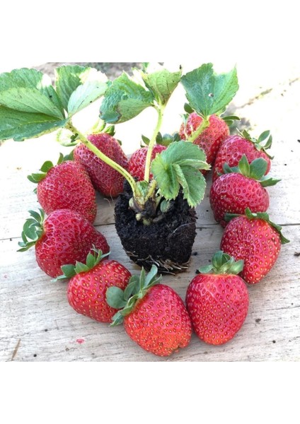 66 Adet Çilek Fidesi, Kokulu, 1 Inç Sınıf Açık Köktür