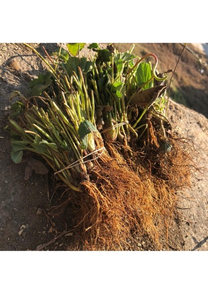 50 Adet Çilek Fidanı, Açık Kök, Vetaze, Söküm, Garanti, Sağlıklı ve Verimli