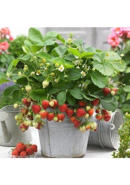 70 Adet Taze Çilek Fidesi, Söküm ve Frigo Açık Köktür, Garantili