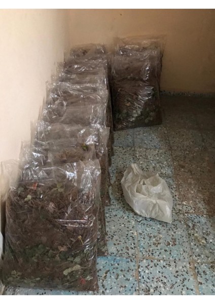 70 Adet Taze Çilek Fidesi, Söküm ve Frigo Açık Köktür, Garantili fiyatları