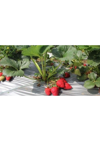 40 Adet Monterey Çilek Fidesi Açık Kök Yeni Sezon