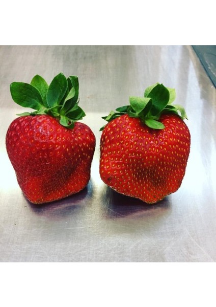 66 Adet Verimli Çilek Fidesi, Kokulu, 1 Inç Açık Köktür