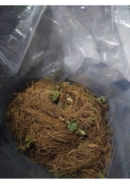 70 Adet Taze Çilek Fidanı Açık Kök, Söküm, Frigo, Yediveren, Rubugen fiyatları