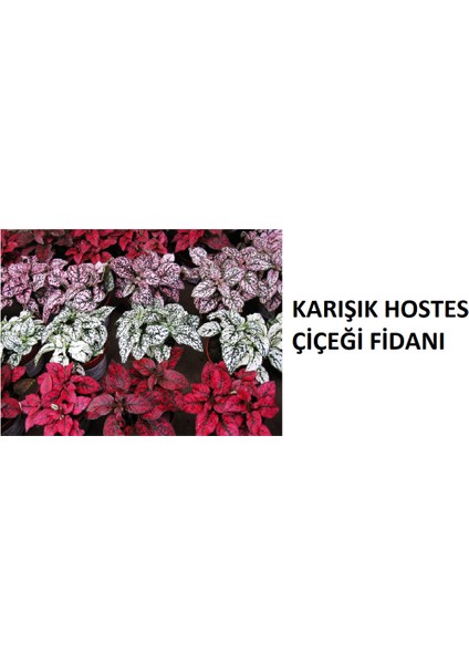 3 Adet Renkli Hostes Çiçeği, Canlı ve Şık Dekoratif Ürünler