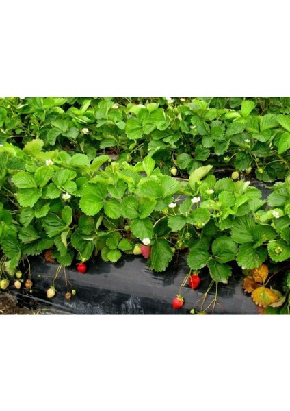 Yüksek Kaliteli 30 Adet Festival Çilek Fidesi Açık Kök Yeni Sezon
