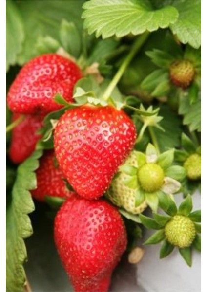 Taze Söküm Çilek Fidesi 65 Adet, Sağlıklı ve Verimli Meyve Üretimi Için Ideal Seçim