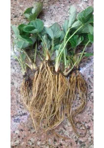 Taze Söküm Çilek Fidesi 65 Adet, Sağlıklı ve Verimli Meyve Üretimi Için Ideal Seçim fiyatları