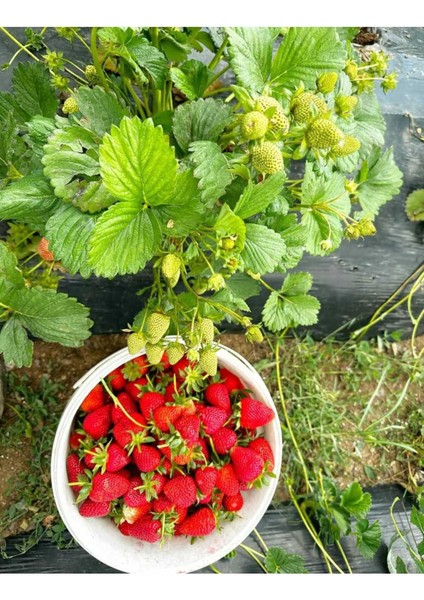 40 Adet Ceyhun Çilek Fide Seti, Açık Kök, Yeni Sezon