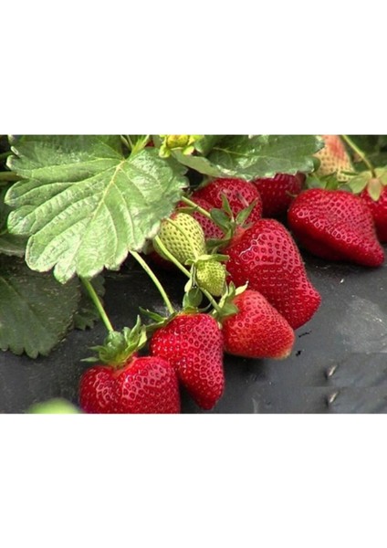 70 Adet Sweet Charlie Çilek Fidesi Açık Kök, Taze ve Güvenilir Söküm Paket