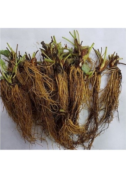 70 Adet Sweet Charlie Çilek Fidesi Açık Kök, Taze ve Güvenilir Söküm Paket fiyatları