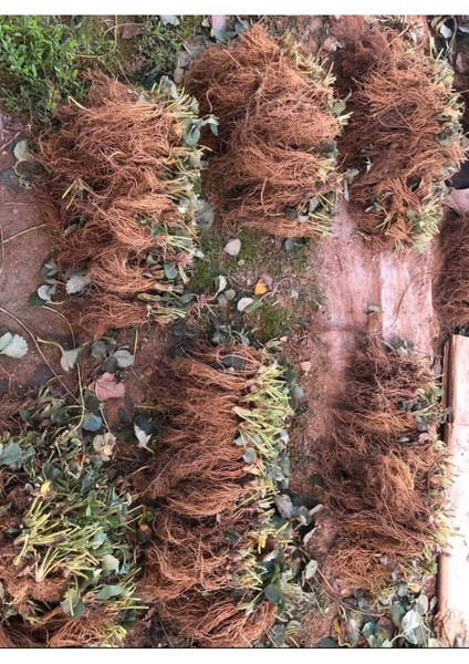 25 Adet Rubygem Çilek Fidesi Açık Kök Yeni Sezon fiyatları