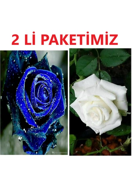 Mavi ve Beyaz Yediveren Gül Fidanı Tüplü Seti