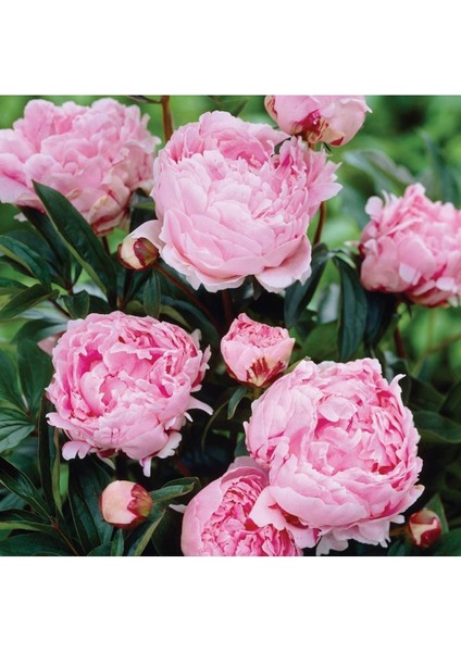 Iki Adet Pembe Gül Fidanı, Saksıda, 30-40 Cm, Kokulu, Canlı ve Güzel Görünüm