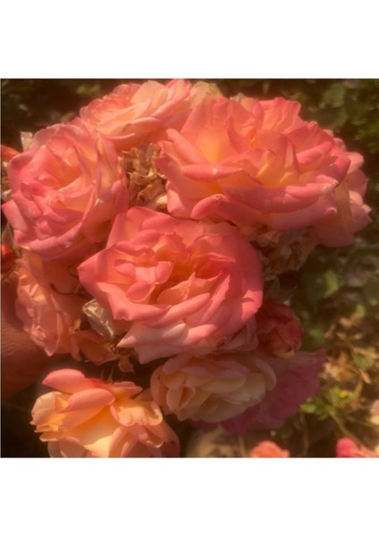 Iki Adet Kokulu Yavruağzı Gül Fidanı, Saksıda 30-40 Cm, Doğal Güzellikler Için Ideal