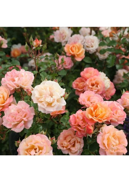 Renk Değiştiren Gül Fidanı, Kokulu Saksıda, 30-40 Cm, 2 Adet