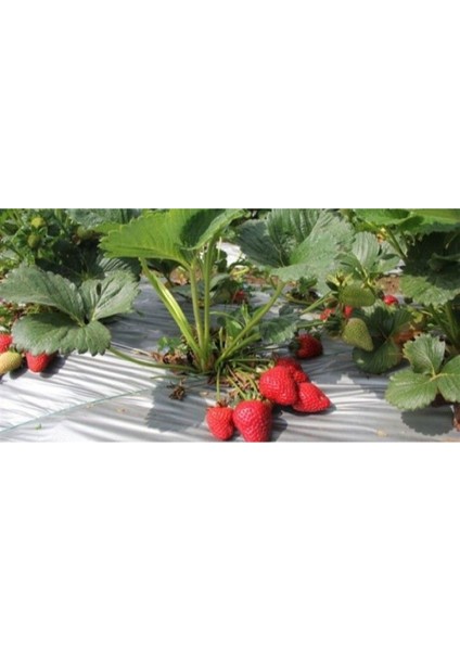 Yediveren Çilek Fidanı, Kokulu, 1. Sınıf, Anaç, Frigo, 40 Adet