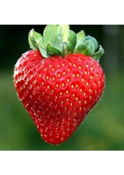 30 Adet Taze San Andreas Çilek Fidanı Açık Kök ve Söküm Frigo