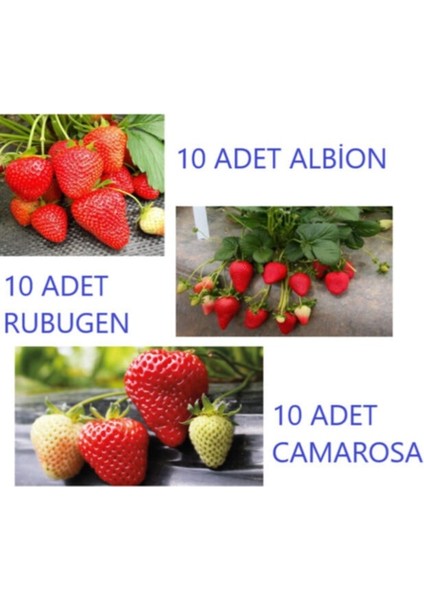 Çilek Fidesi Seti, Açık Kök, Frigo, 30 Adet Farklı Çeşitli Meyve Fidesi