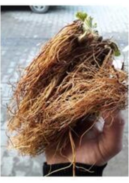 Çilek Fidesi Seti, Açık Kök, Frigo, 30 Adet Farklı Çeşitli Meyve Fidesi fiyatları