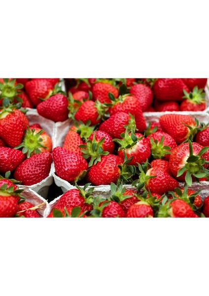 25 Adet Osmanlı Çilek Fidanı, Açık Kök, Taze Söküm, 1. Sınıf, Yüksek Kalite