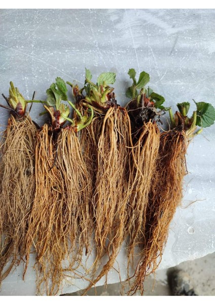 25 Adet Osmanlı Çilek Fidanı, Açık Kök, Taze Söküm, 1. Sınıf, Yüksek Kalite fiyatları