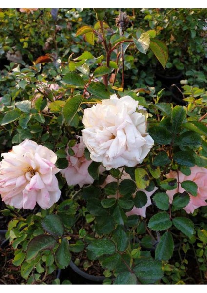 2 Adet Beyaz Gül Fidanı, Kokulu, Saksıda, 30-40 Cm, Canlı ve Sağlıklı