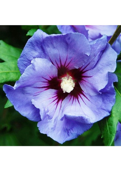 Iki Adet Gülhatmi Çiçeği Fidanı, 30-40 cm Boy, Tüplü Sağlıklı ve Güzel Seçenek