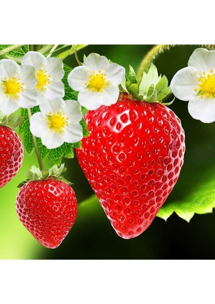 26 Adet Albion Çilek Fidesi, Kokulu ve 1 Inç Sınıf Açık Köktür