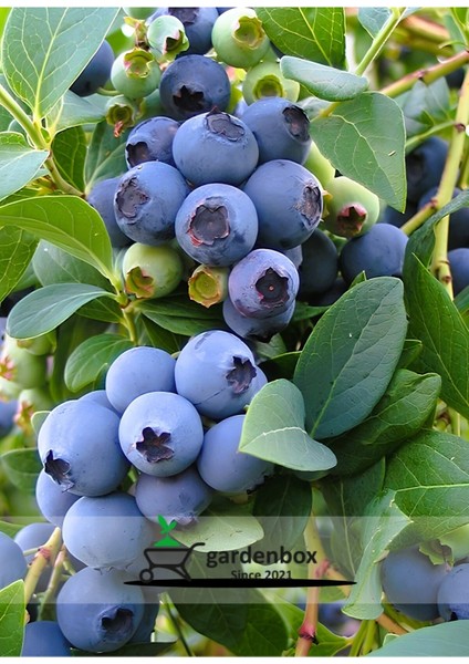 Iri Meyveli Yaban Mersini Fidanı, Saksılı, 40-60CM, Lezzetli ve Sağlıklı Tarzda