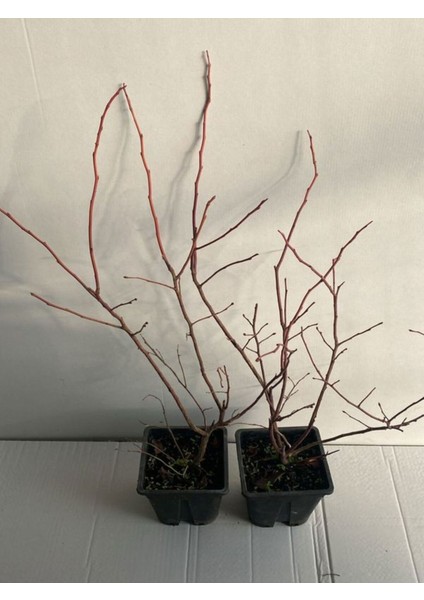 Iri Meyveli Yaban Mersini Fidanı, Saksılı, 40-60CM, Lezzetli ve Sağlıklı Tarzda fırsatları