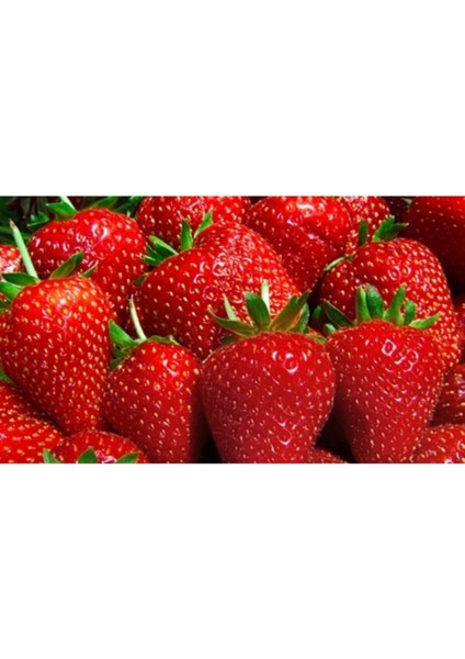 25 Adet Camarosa Çilek Fidesi Açık Kök, Frigo, Tazelik Garantili, Sökülebilir