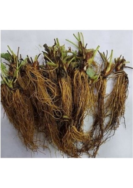 25 Adet Camarosa Çilek Fidesi Açık Kök, Frigo, Tazelik Garantili, Sökülebilir fiyatları