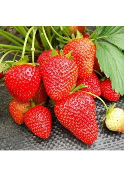 Yediveren Çilek Fidesi 25 Adet Açık Kök, Frigo ve Taze, Garanti ile