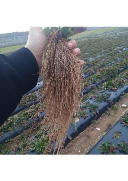 Yediveren Çilek Fidesi 25 Adet Açık Kök, Frigo ve Taze, Garanti ile fiyatları