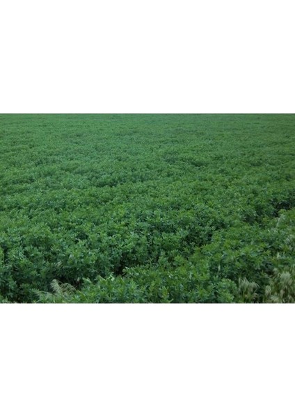 Kaplamalı Yonca Tohumu 1 Kg, Tarladan Güçlü ve Verimli Hasat Için Uygun fiyatları