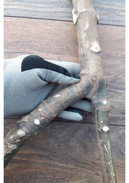 Venty Doğal Papağan Tüneği 51 cm | Macaw, Kakadu, Jako, Amazon, Eklektus, Kayık, Alexander - T586 fırsatları