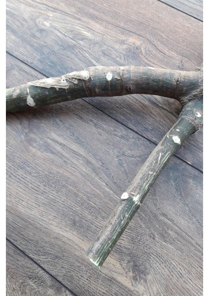 Venty Doğal Papağan Tüneği 51 cm | Macaw, Kakadu, Jako, Amazon, Eklektus, Kayık, Alexander - T586