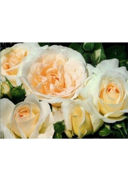 Beyaz Yediveren Kokulu Gül Fidanı, Açık Kök, 1,5 Yaş, 2 Adet