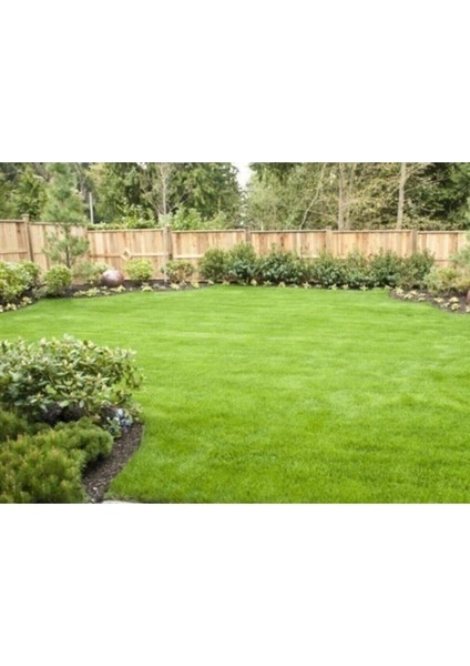 1 kg Bermuda Çimi ve Köpek Dişi Ayrığı Tohumu Seti fiyatları