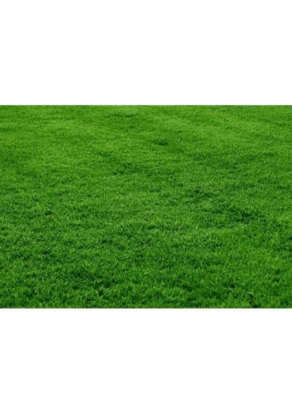 1 kg Bermuda Çimi ve Köpek Dişi Ayrığı Tohumu Seti fırsatları
