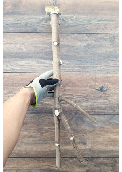 Venty Doğal Papağan Tüneği 60 cm | Dal Tünek | Jako, Amazon, Eklektus, Kayık, Alexander, Konur - T222 fiyatları