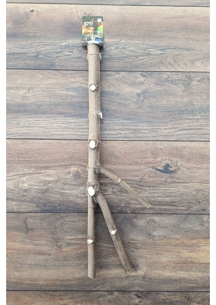 Venty Doğal Papağan Tüneği 60 cm | Dal Tünek | Jako, Amazon, Eklektus, Kayık, Alexander, Konur - T222