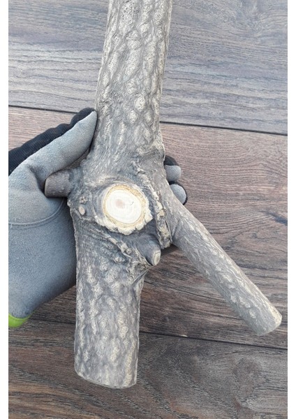 Venty Doğal Papağan Tüneği 36.5 cm / Çapı 43 mm | Kalın Tünek | Macaw, Kakadu, Jako, Amazon, Eklektus, Kayık, Alex. - T463 modelleri