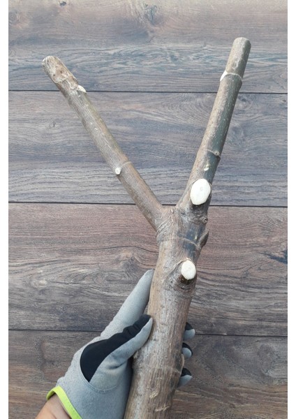 Venty Doğal Papağan Tüneği 58 cm | Macaw, Kakadu, Jako, Amazon, Eklektus, Kayık, Alexander - T220 modelleri