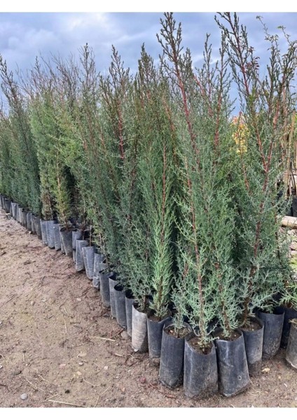 Kara Servi Fidanı Tüplü 140-180 Cm, Canlı ve Sağlıklı Bahçe Bitkisi
